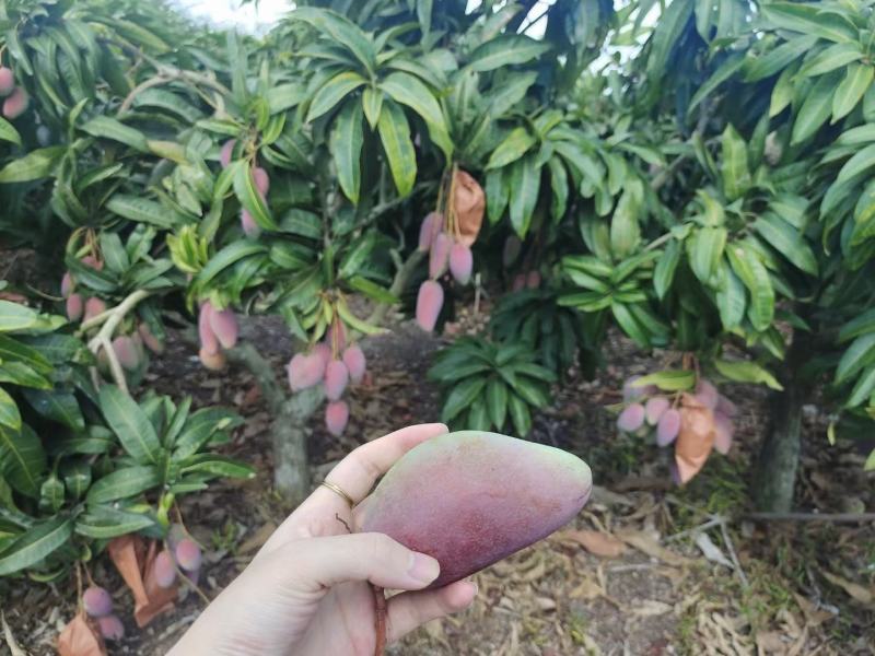 贵妃芒果，支持电商平台对接，包邮包售后