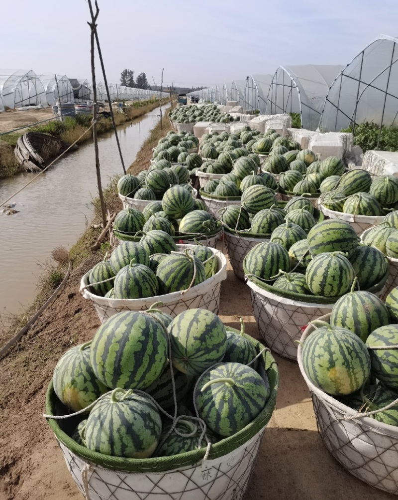 【优选】麒麟瓜美都8424西瓜电商/市场货全国代发