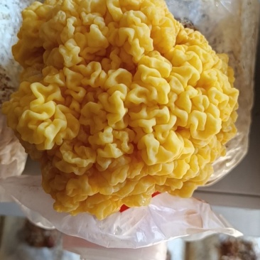 金耳菌