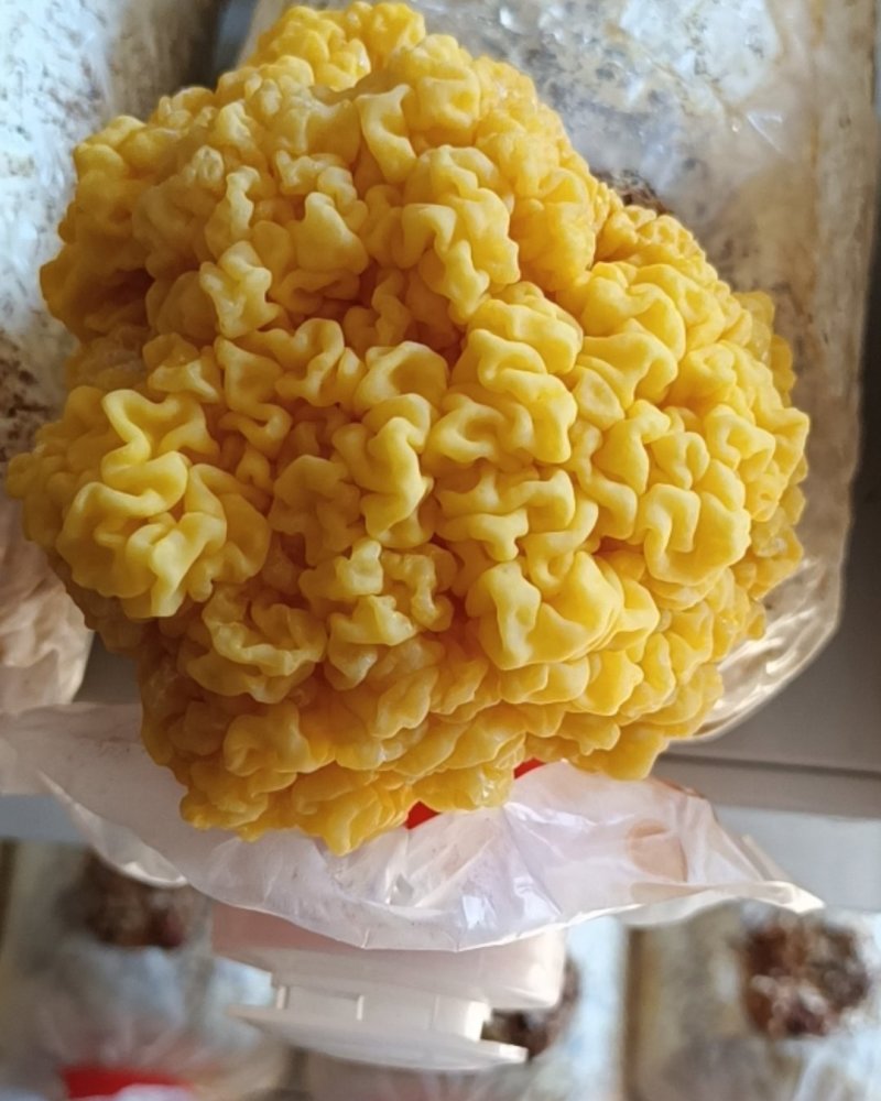 金耳菌