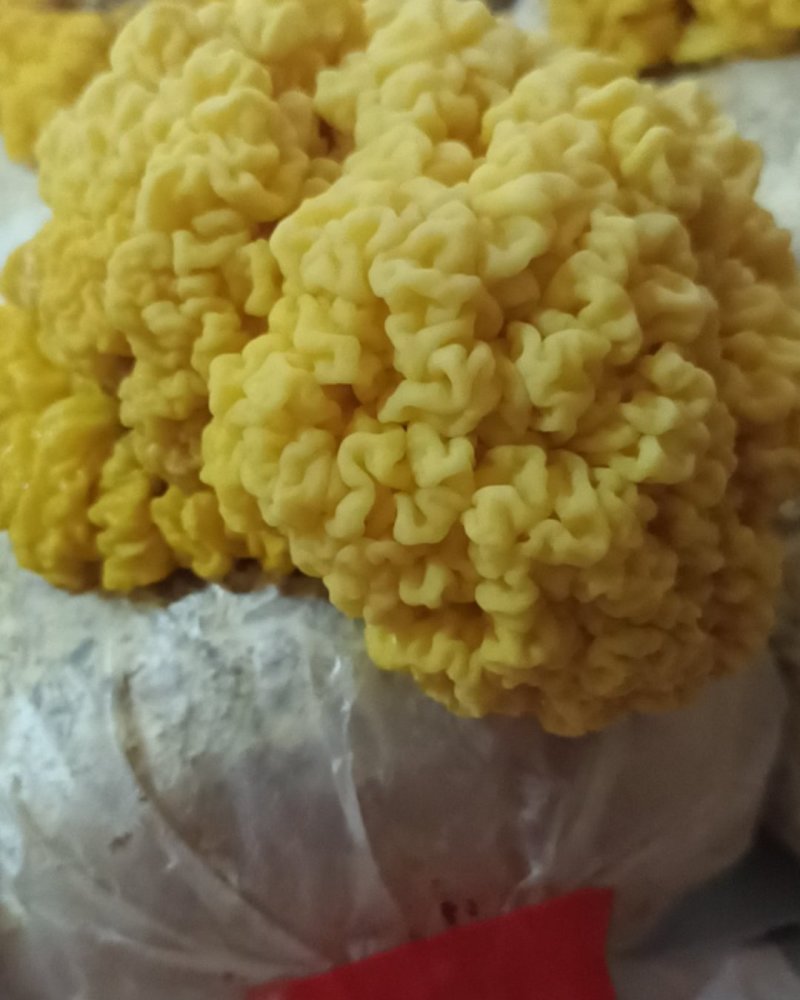 金耳菌