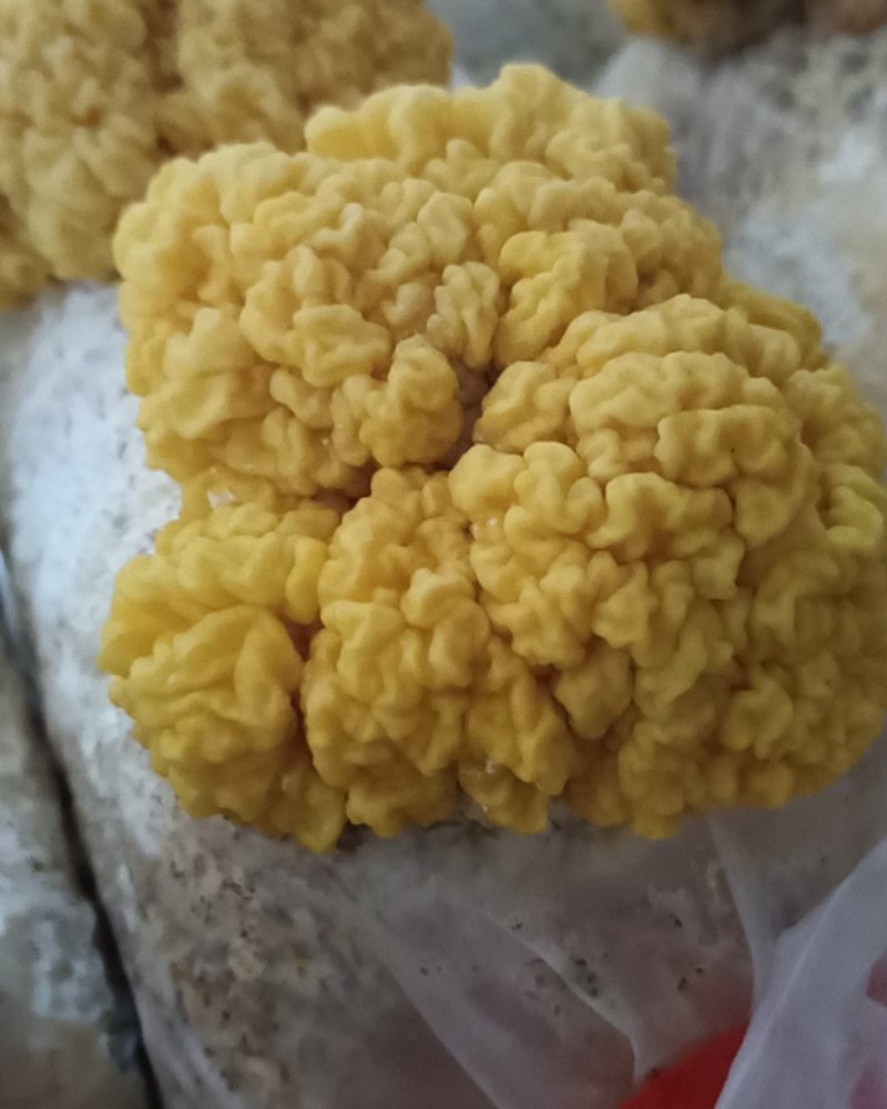 金耳菌