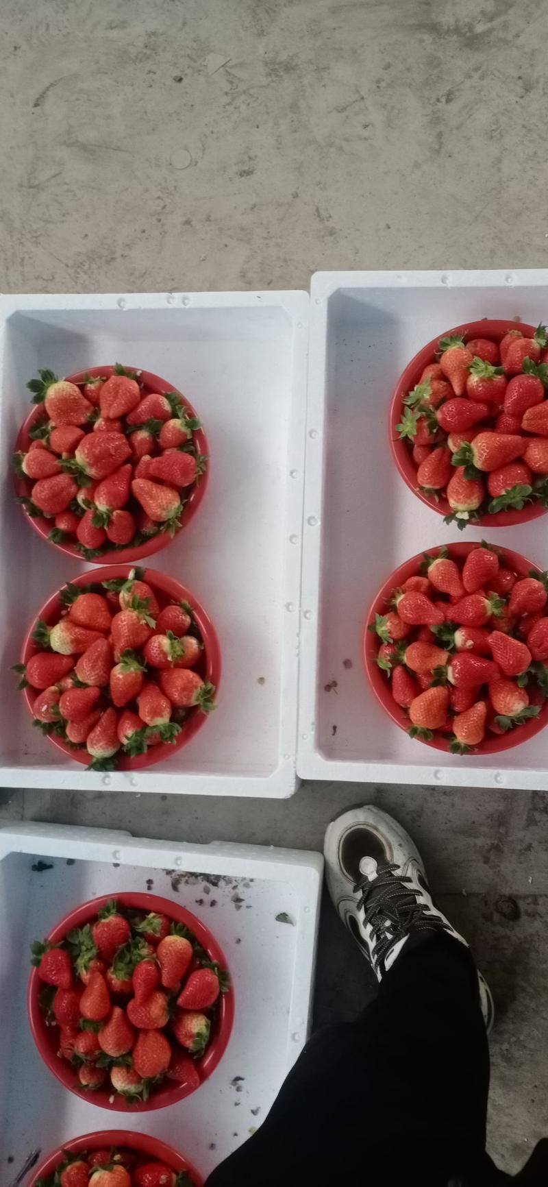 甜茶理草莓，果个头大，形状鸡心形，亮度高耐运输，口味酸甜