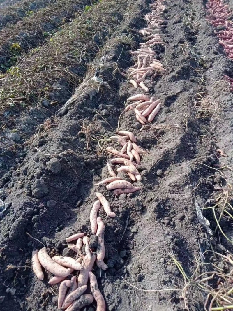 富硒冰糖心，薯肉软糯绵密，皮薄如纸，细腻无筋