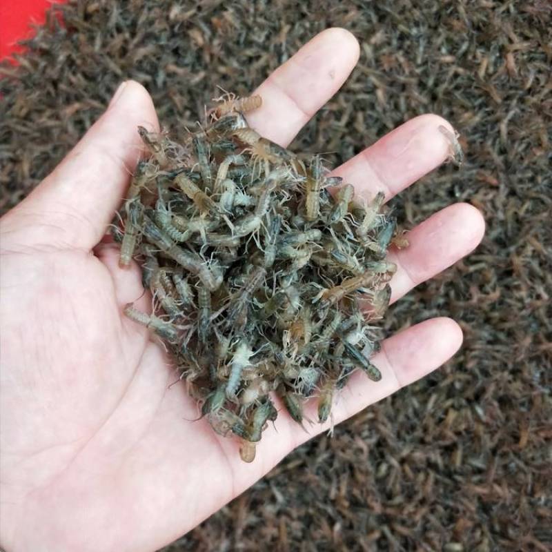 鱼场直供快大澳洲淡水小龙虾苗供应蓝色小龙虾苗养殖技术指导