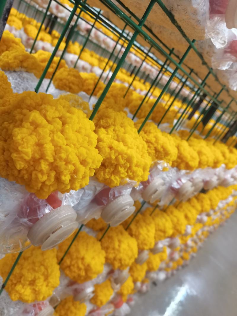 新鲜金耳食用菌常年稳定有货干度好耐存放价格实惠