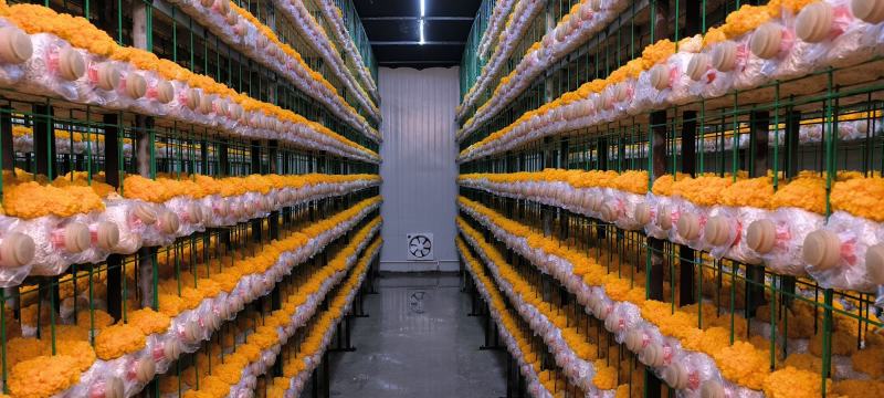 新鲜金耳食用菌常年稳定有货干度好耐存放价格实惠