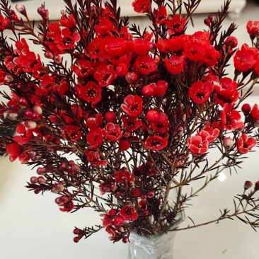 澳洲腊梅鲜花干花切花批发地摊早市