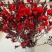 澳洲腊梅鲜花干花切花批发地摊早市
