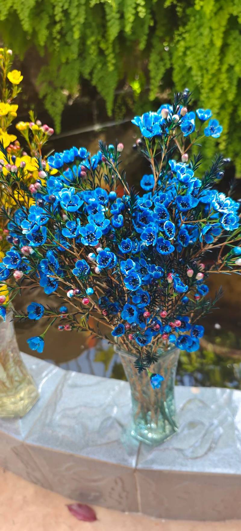 澳洲腊梅鲜花干花切花批发地摊早市