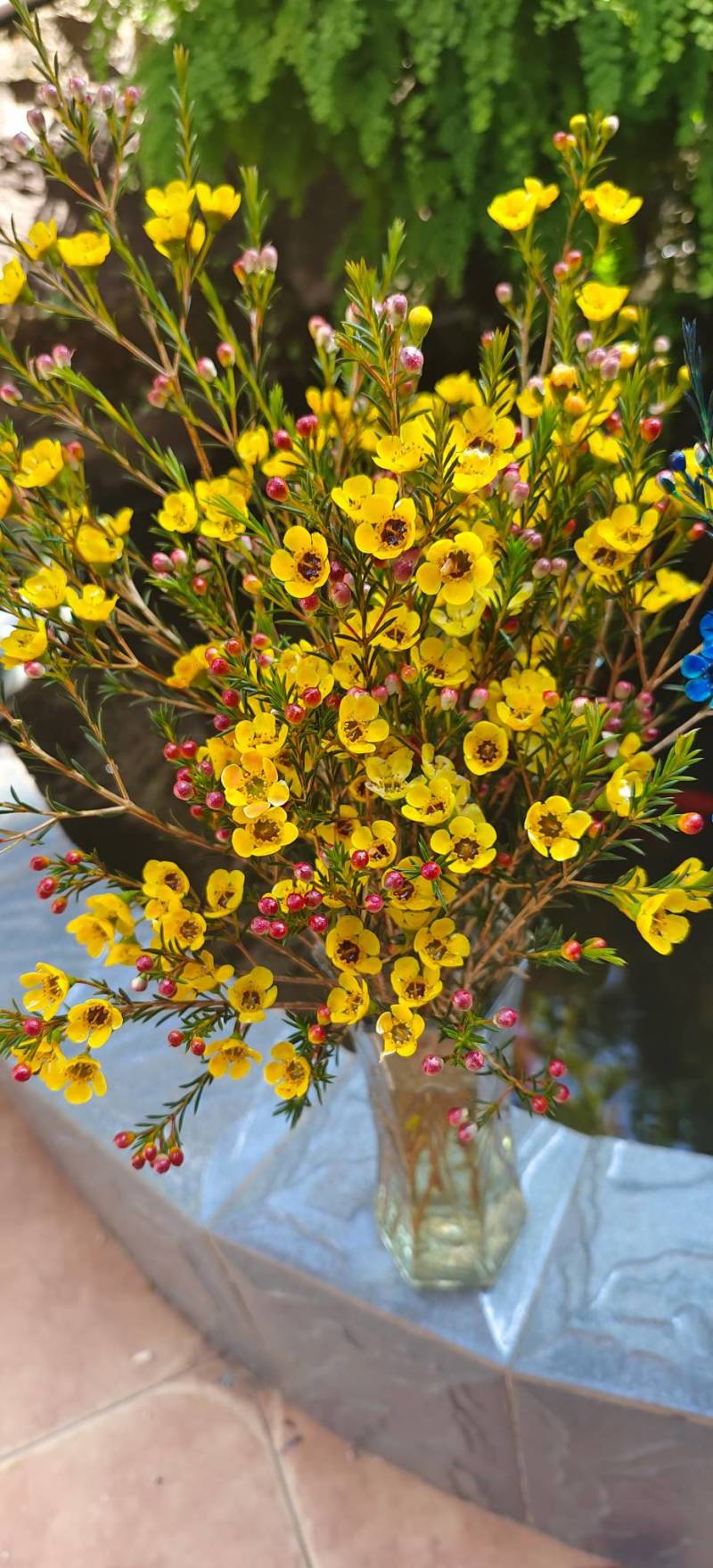 澳洲腊梅鲜花干花切花批发地摊早市