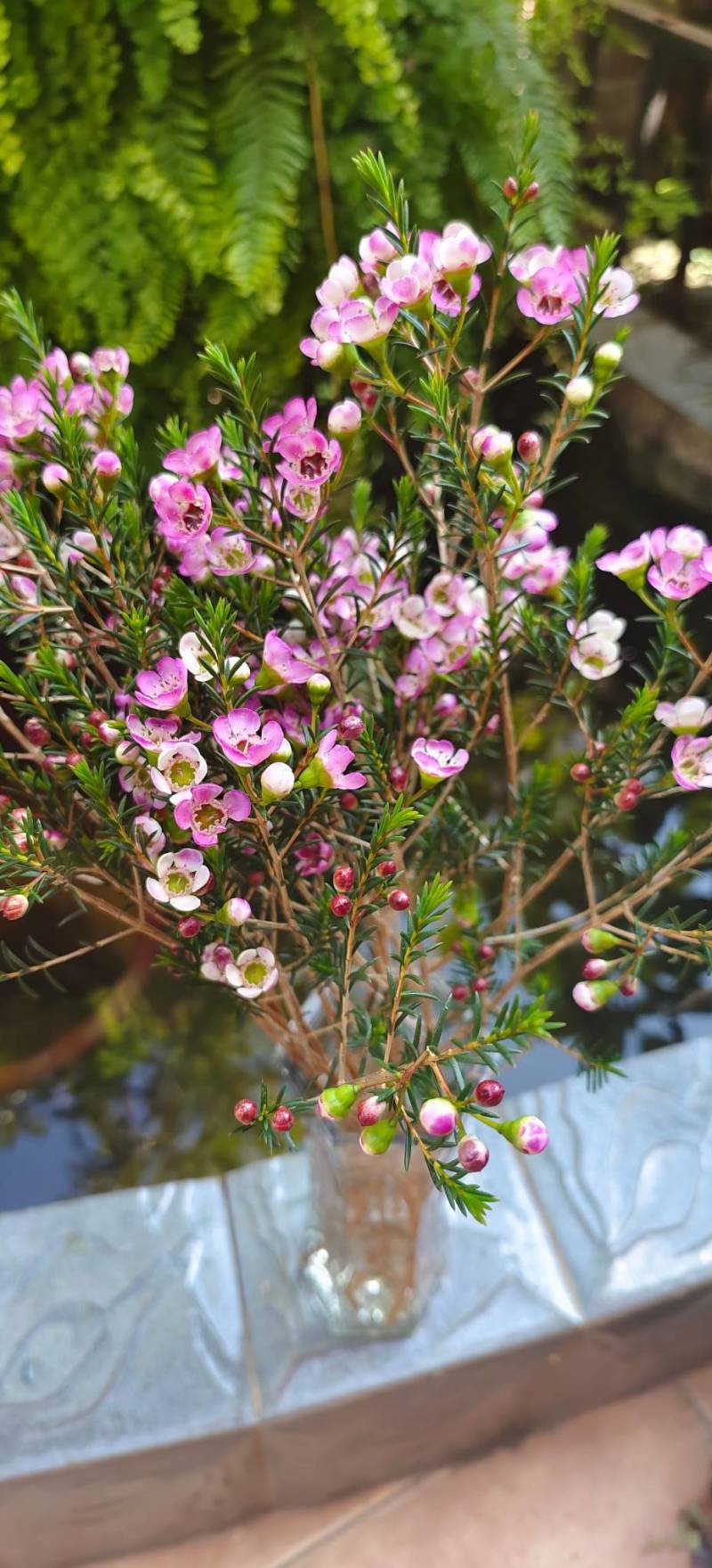 澳洲腊梅鲜花干花切花批发地摊早市