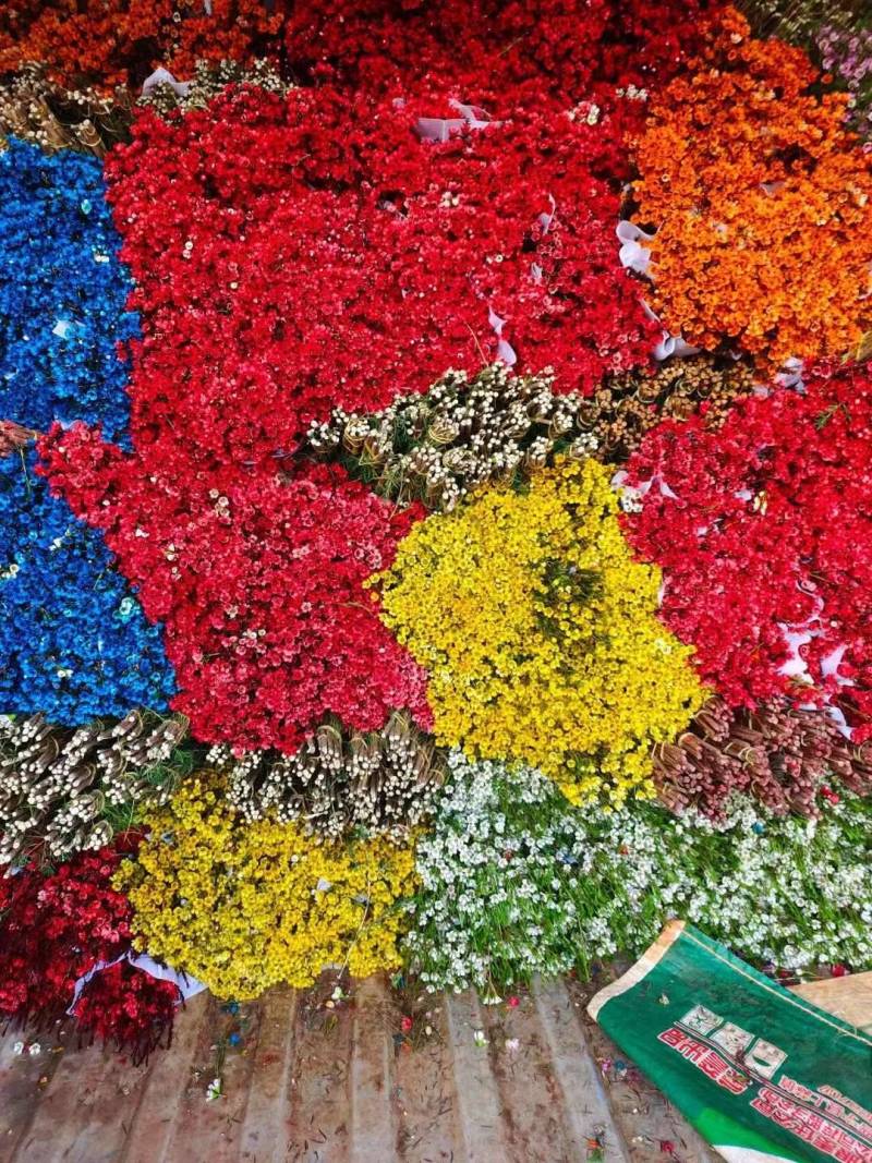 澳洲腊梅鲜花干花切花批发地摊早市