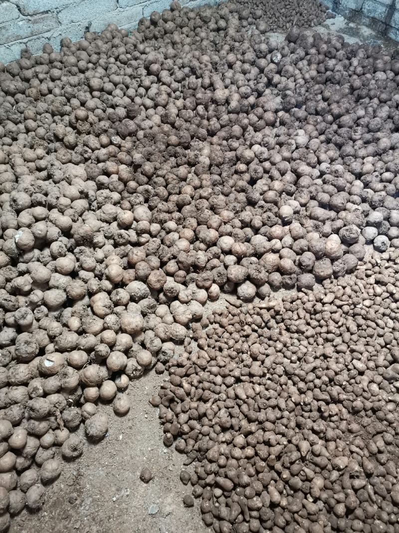 花魔芋，魔芋豆腐，一代种，二代种，质量好，价格优货源充足