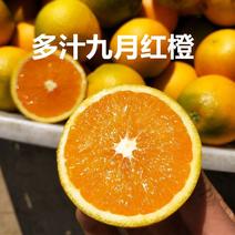 本地九月红脐橙大量供货，全国可发，可实地考察