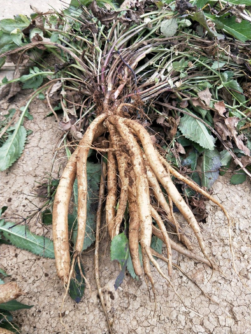 中药材量大从优