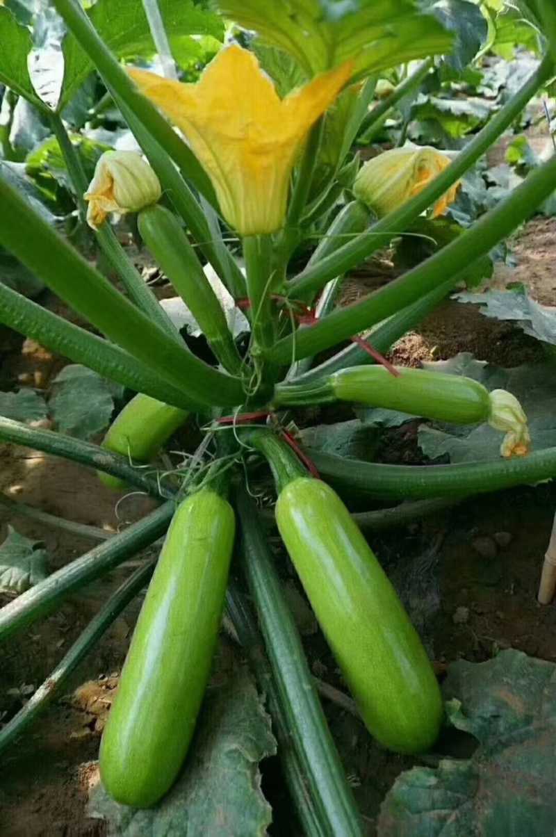 西葫芦苗早春秋延越冬绿油亮西葫芦苗现苗现发