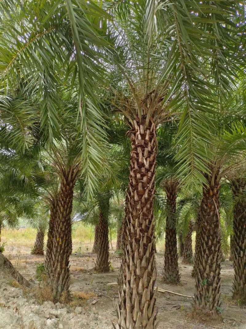 银海枣【中东海枣】漳州棕榈科海枣树种植基地农户一手货源