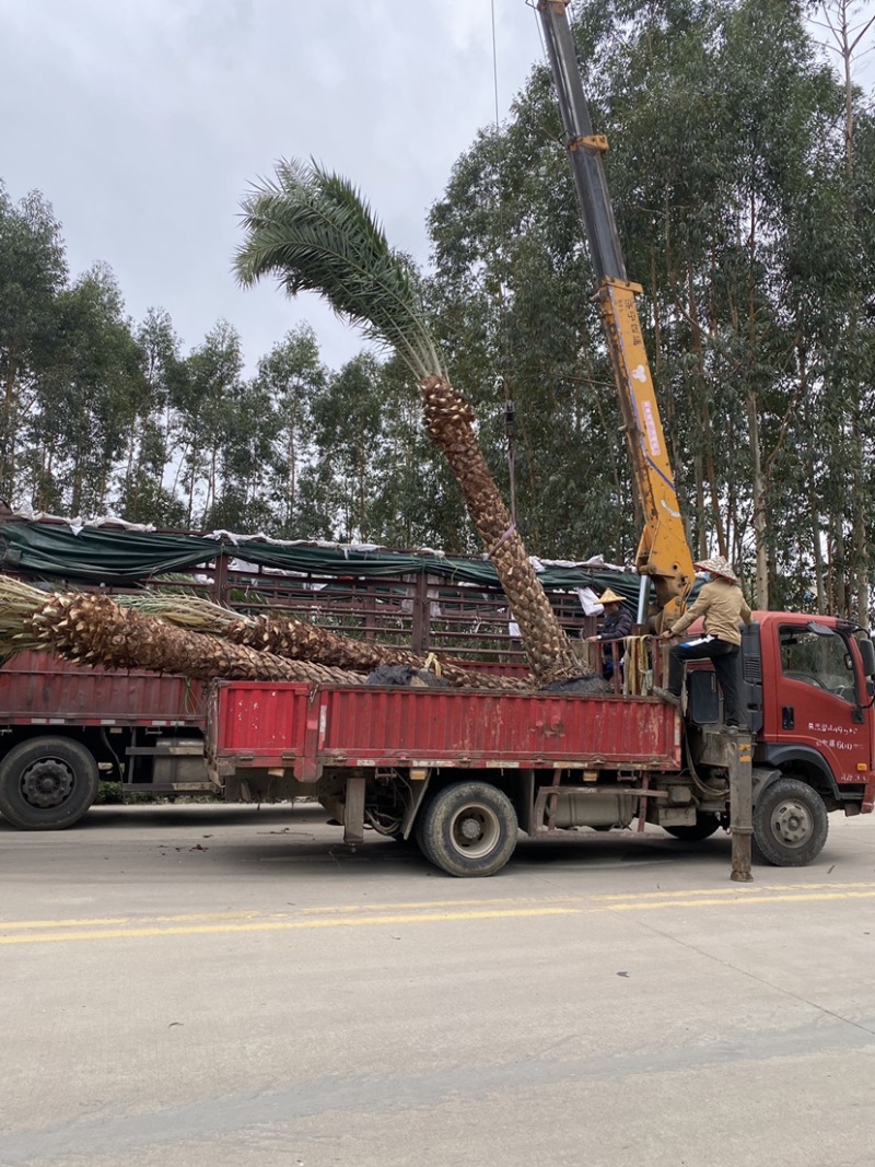 银海枣【中东海枣】漳州棕榈科海枣树种植基地农户一手货源