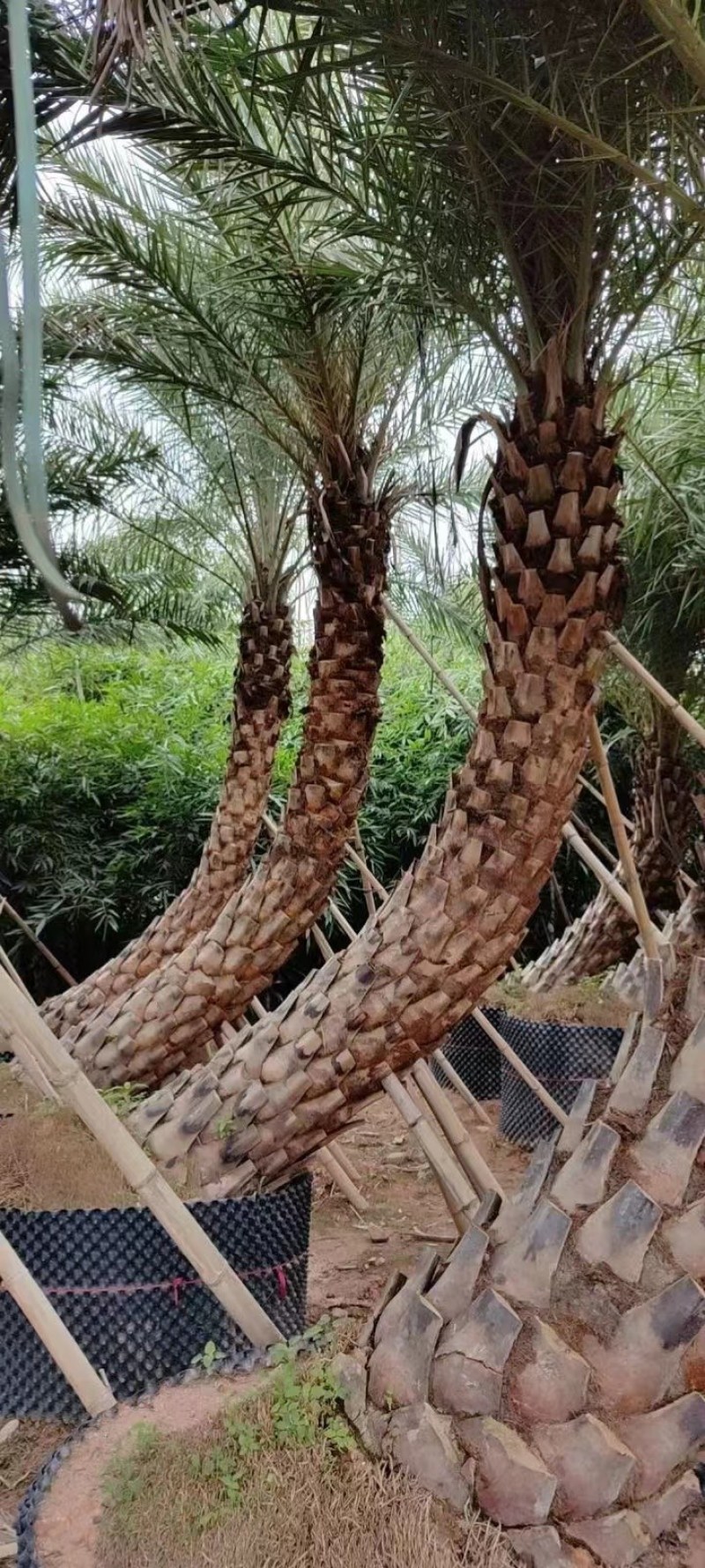 银海枣【中东海枣】漳州棕榈科海枣树种植基地农户一手货源