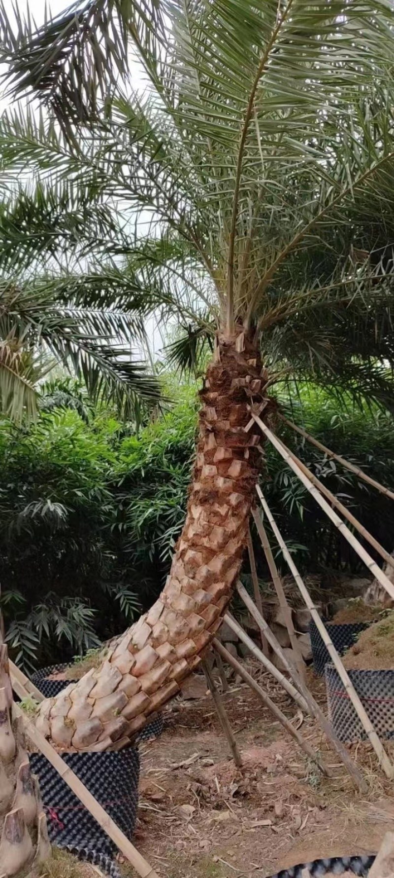 银海枣【中东海枣】漳州棕榈科海枣树种植基地农户一手货源