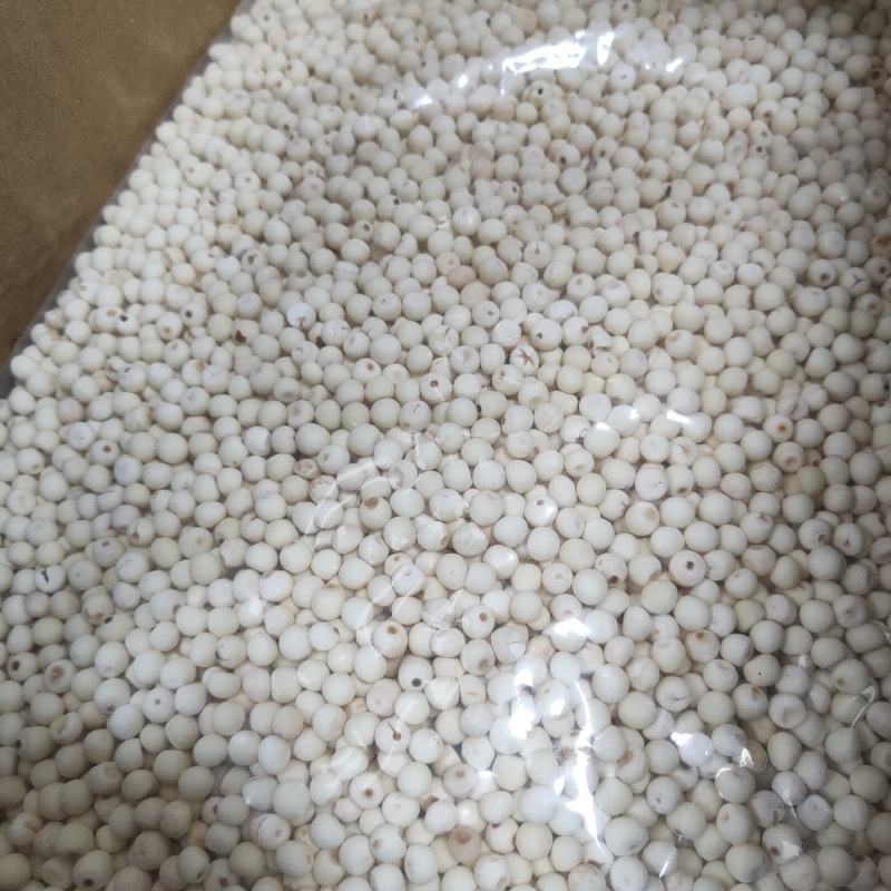 芡实去皮大粒白芡实新货无硫大粒鸡米粒头可供零售批发
