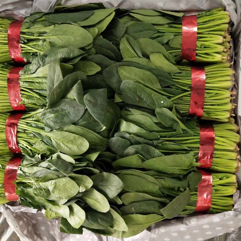 大叶菠菜