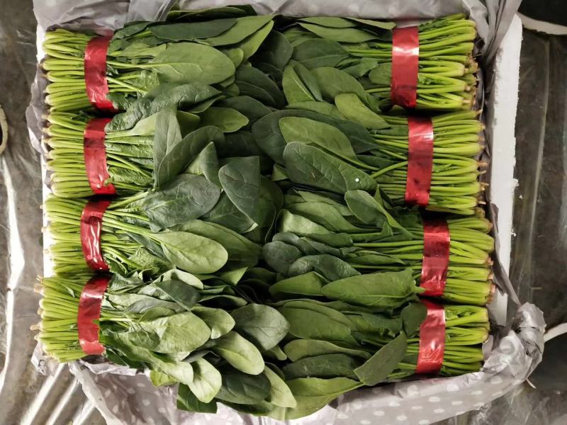 大叶菠菜