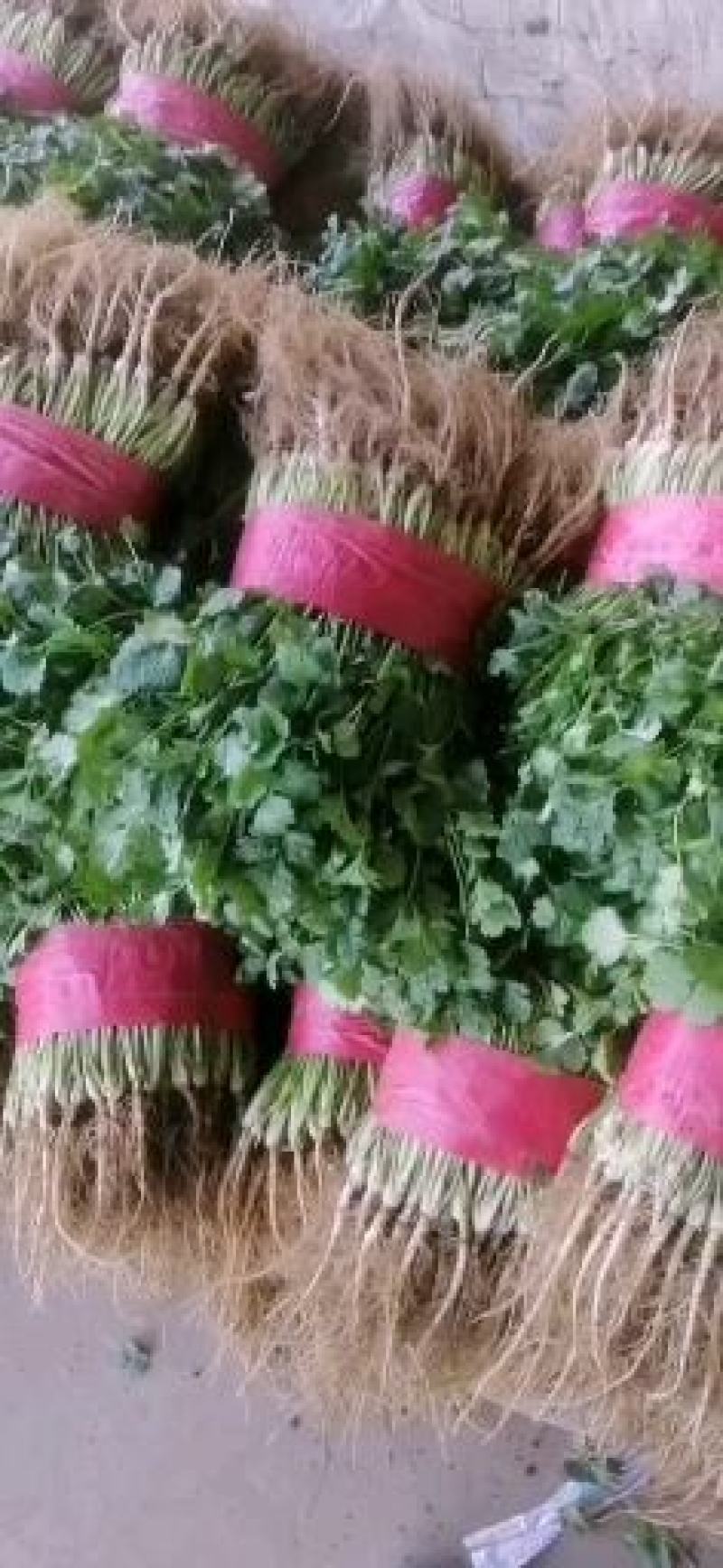 大叶香菜