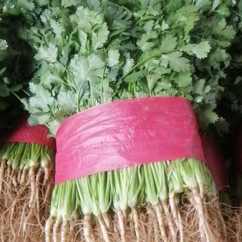 大叶香菜