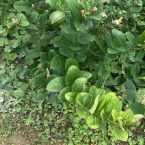 专注香水柠檬一级果，奶茶专用千亩产地
