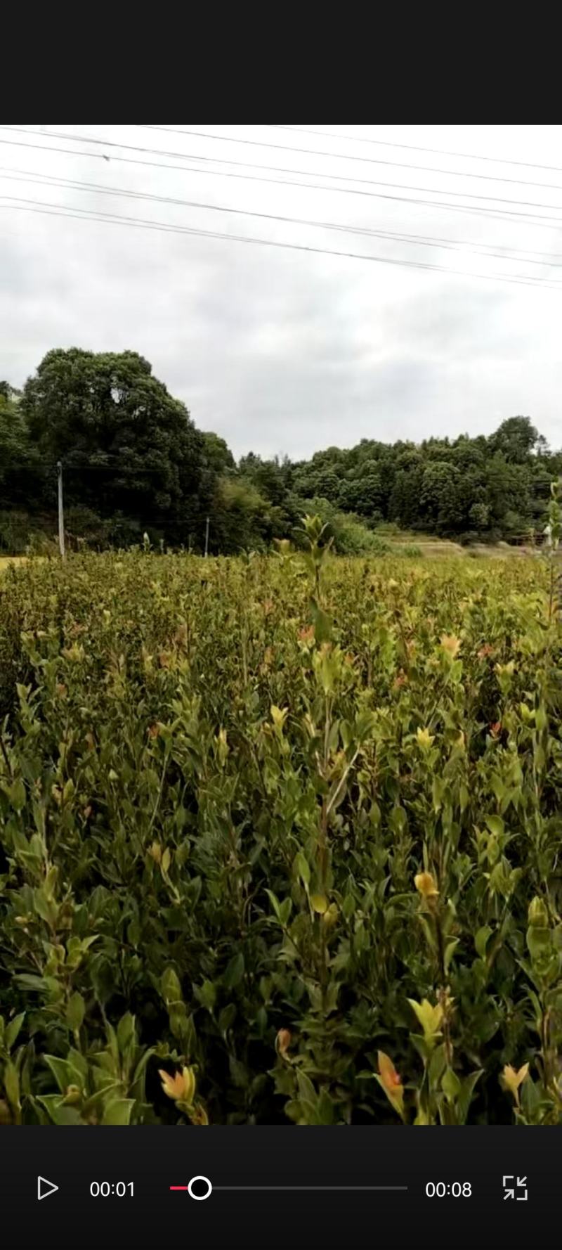 油茶苗