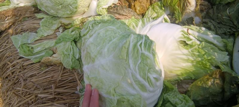 本地鸡腿白菜，精品市场货电商货，超市搞活动，提供各种包装