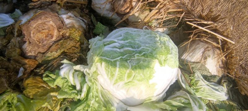 本地鸡腿白菜，精品市场货电商货，超市搞活动，提供各种包装