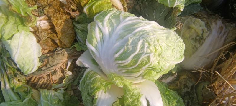 本地鸡腿白菜，精品市场货电商货，超市搞活动，提供各种包装