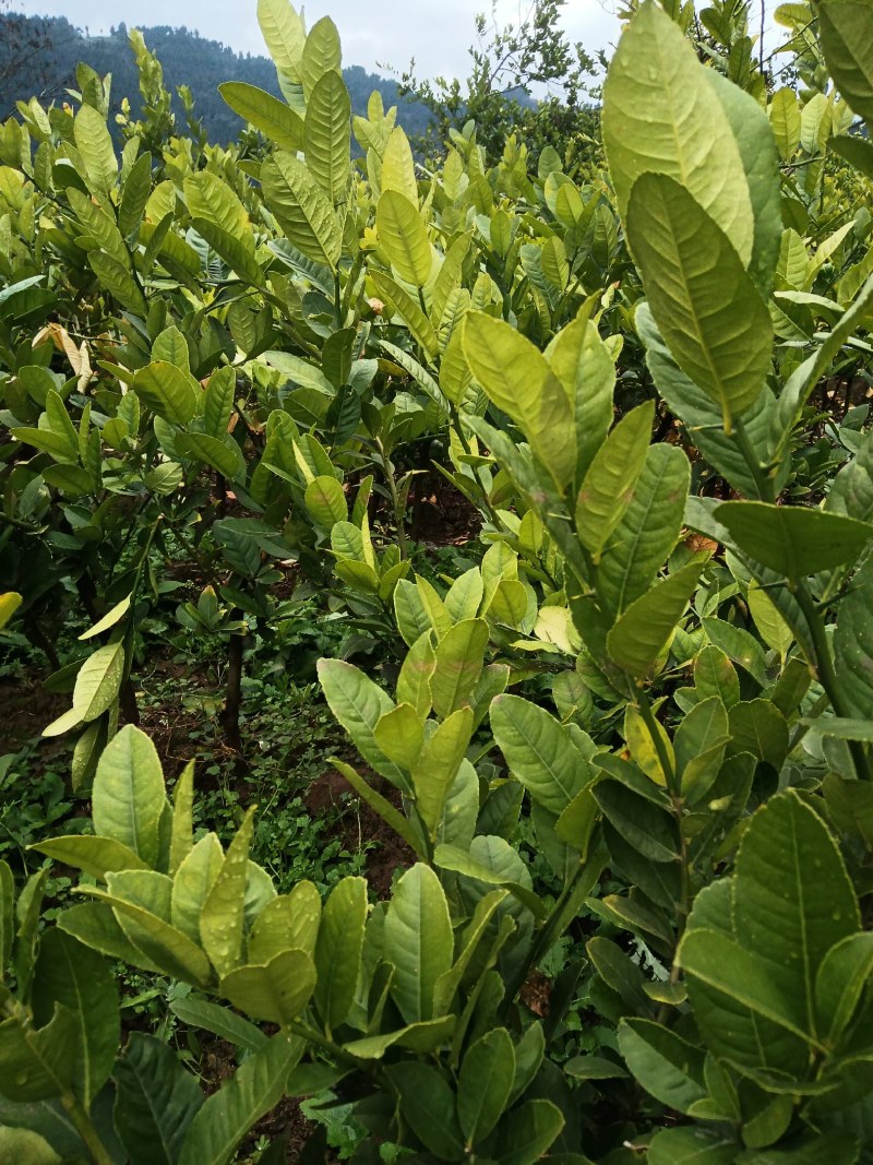 佛手嫁接苗，基地直发，包技术，包回收，保正质量，死苗包补