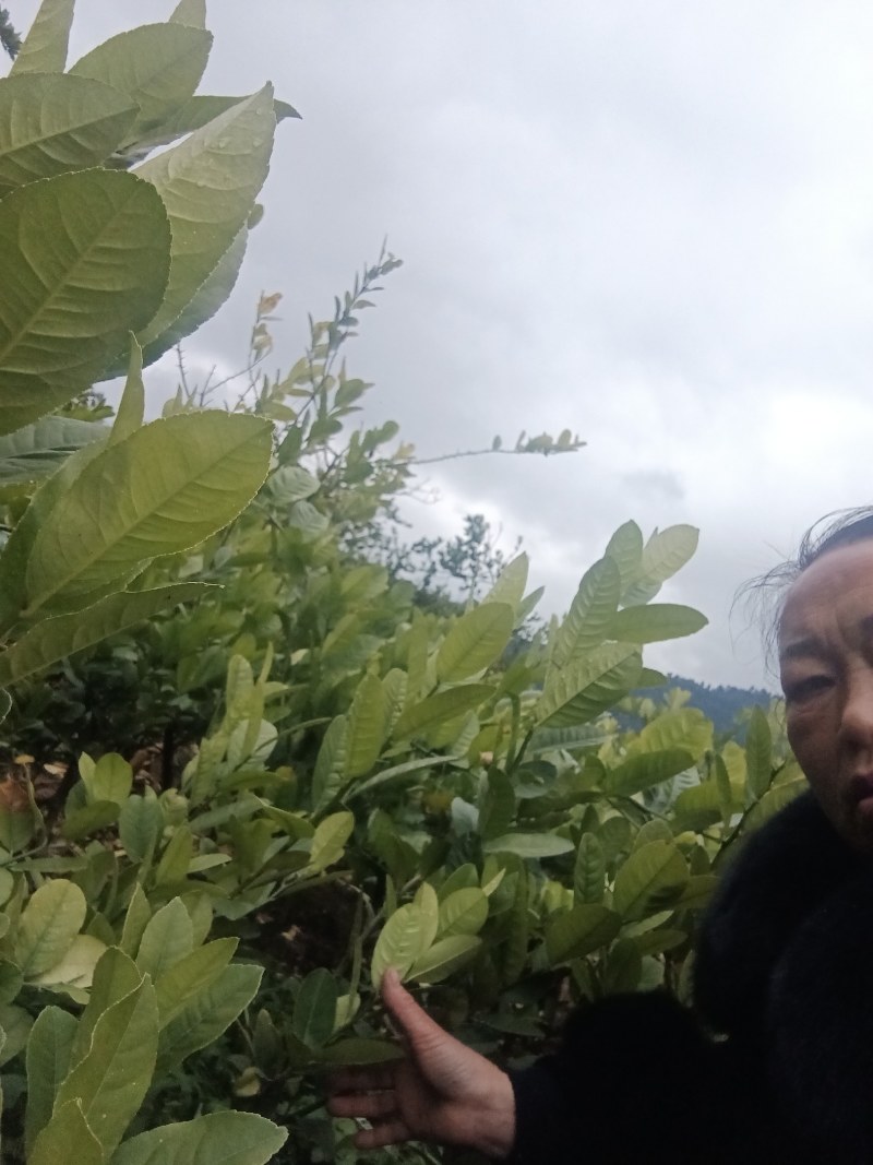 佛手嫁接苗，基地直发，包技术，包回收，保正质量，死苗包补