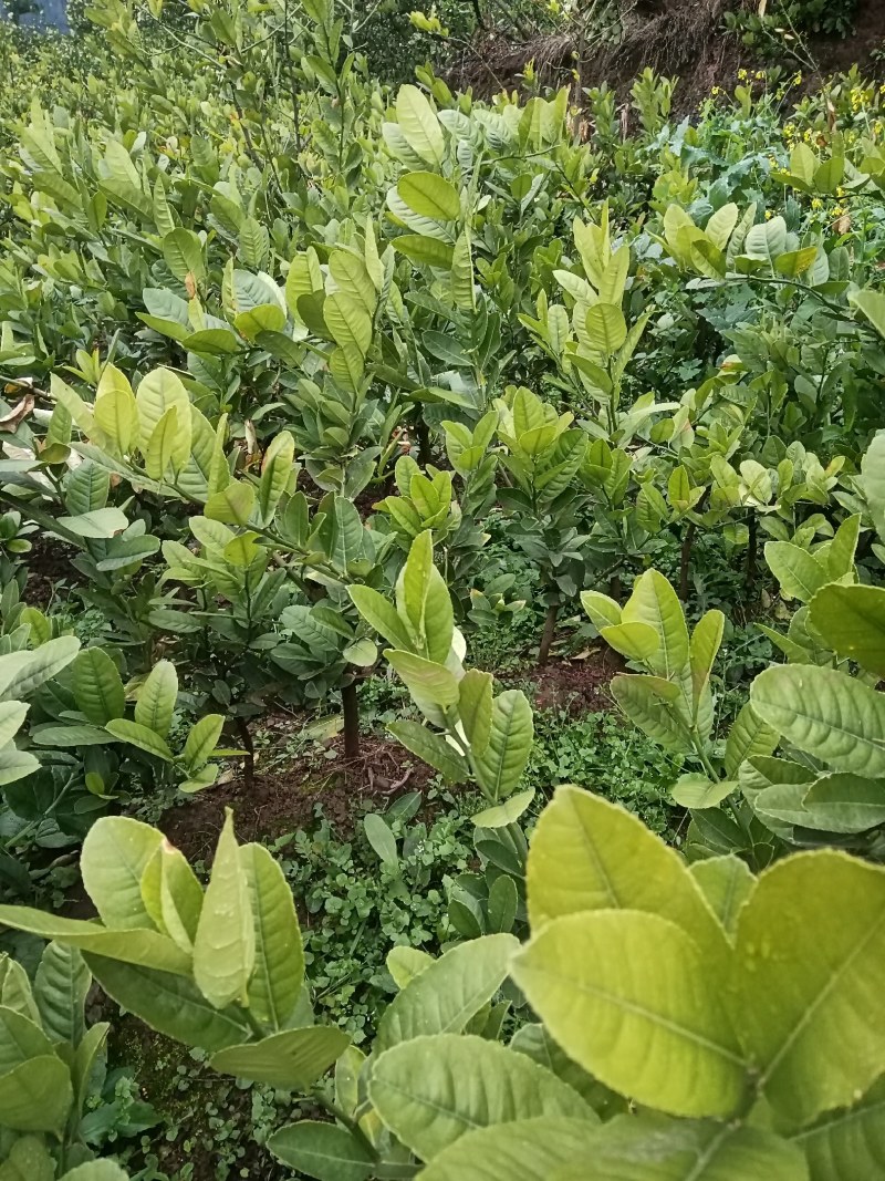 佛手嫁接苗，基地直发，包技术，包回收，保正质量，死苗包补