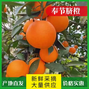 【优质】奉节脐橙大量上市供应电商市场全国代发
