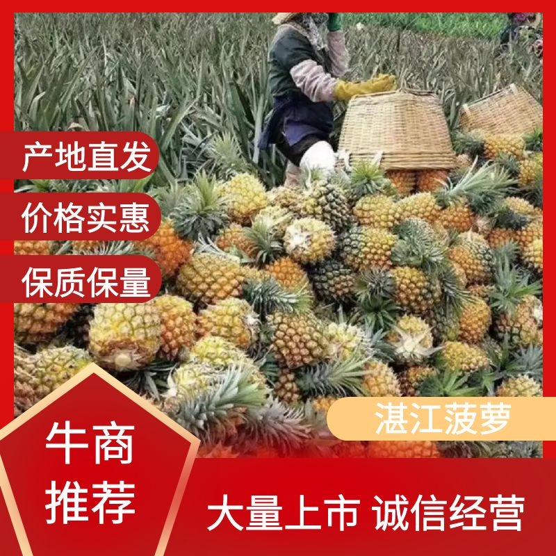 精选菠萝🍍（全国实力代发）电商果/市场货质量保证