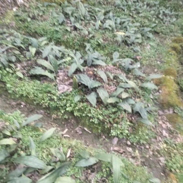 出售自家山上种植毛慈菇。