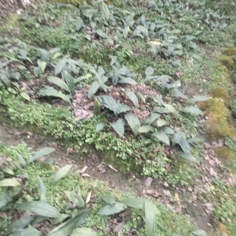 出售自家山上种植毛慈菇。