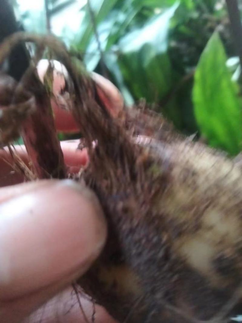 出售自家山上种植毛慈菇。