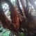 出售自家山上种植毛慈菇。