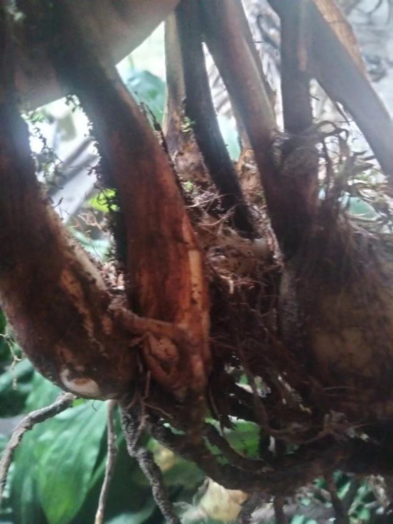 出售自家山上种植毛慈菇。