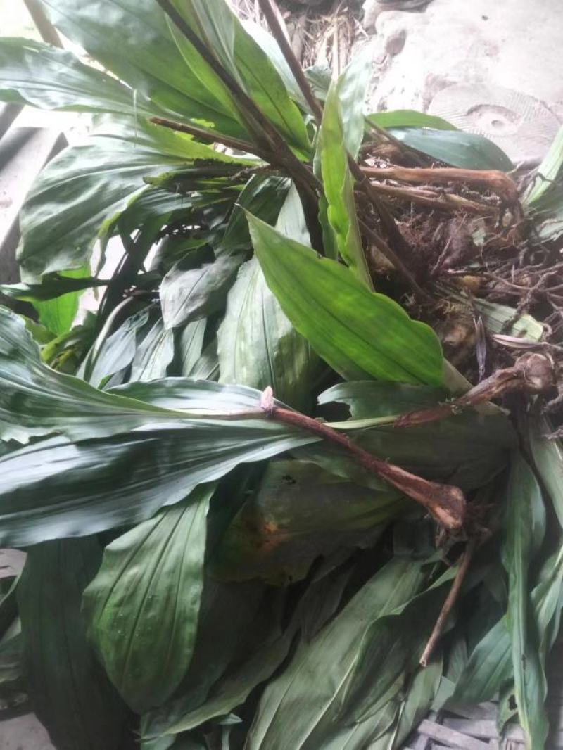 出售自家山上种植毛慈菇。