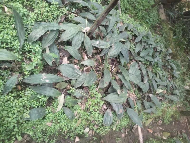 出售自家山上种植毛慈菇。