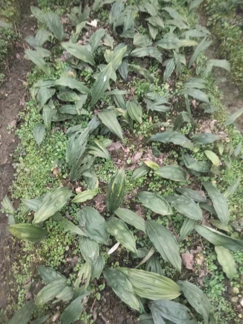 出售自家山上种植毛慈菇。