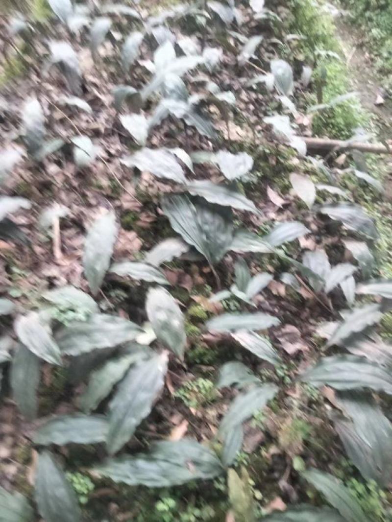 出售自家山上种植毛慈菇。