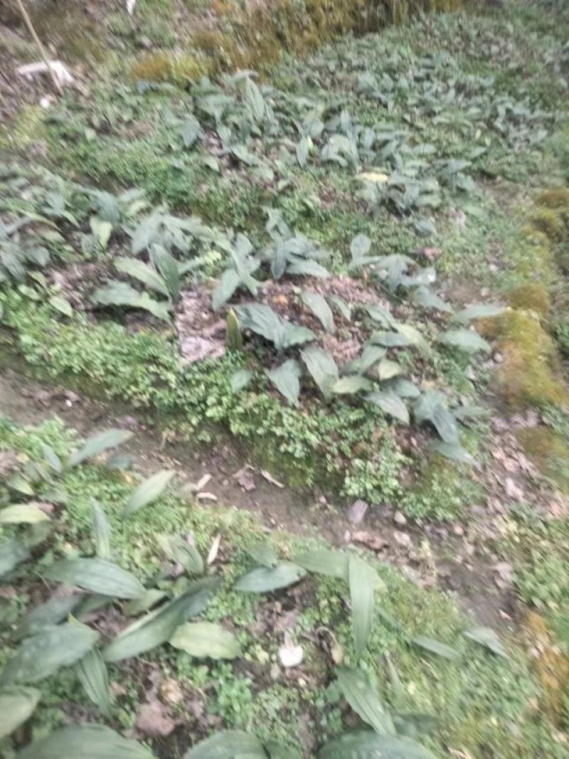 出售自家山上种植毛慈菇。